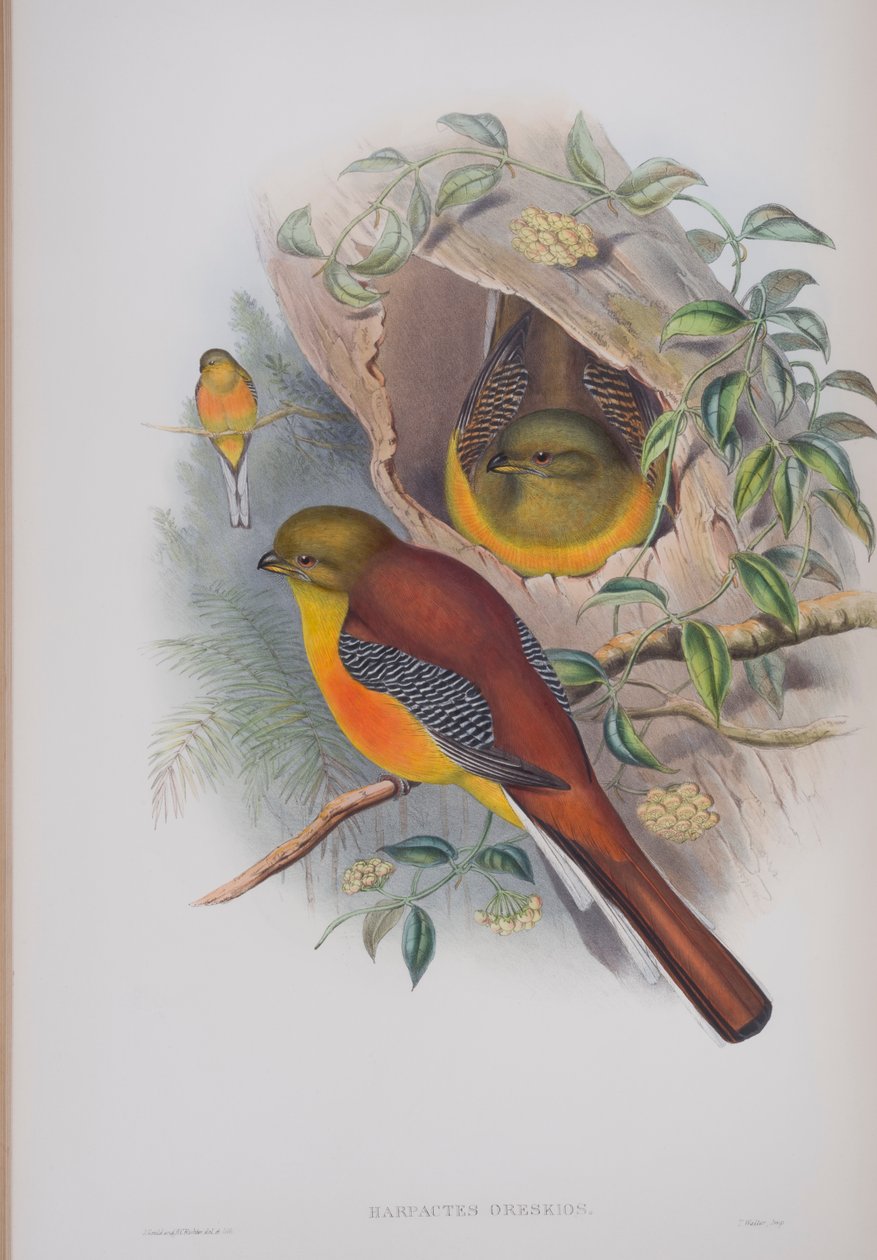 Harpactes Oreskios, plaat uit The Birds of Great Britain door John Gould, gepubliceerd 1862-73 door John Gould