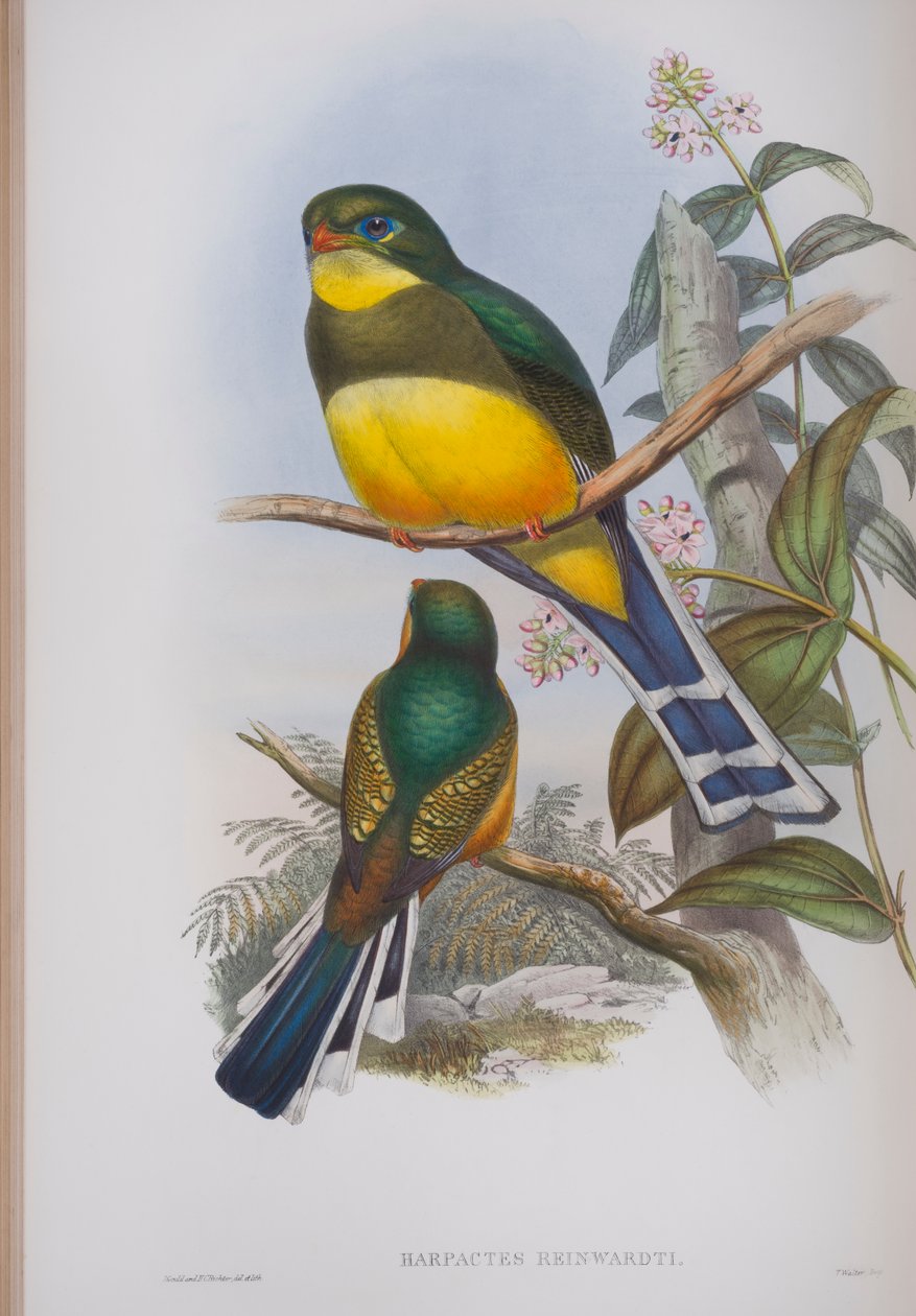 Harpactes Reinwardti, plaat uit The Birds of Great Britain door John Gould, gepubliceerd 1862-73 door John Gould