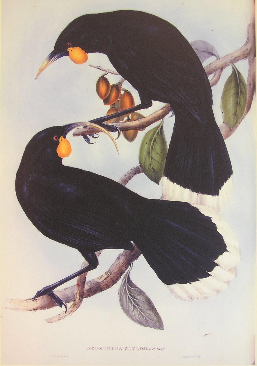 Huia paar illustratie door John Gould