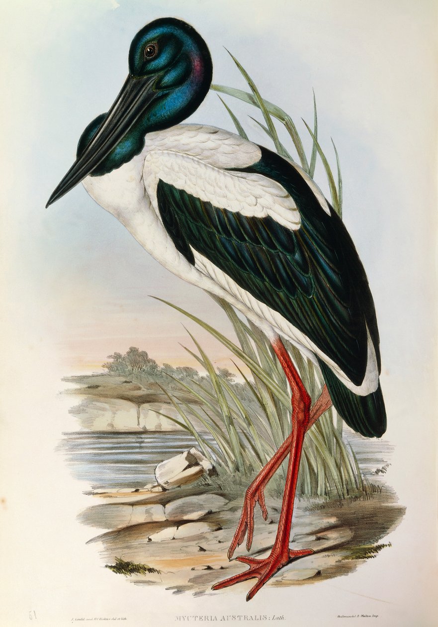 Illustratie uit John Gould