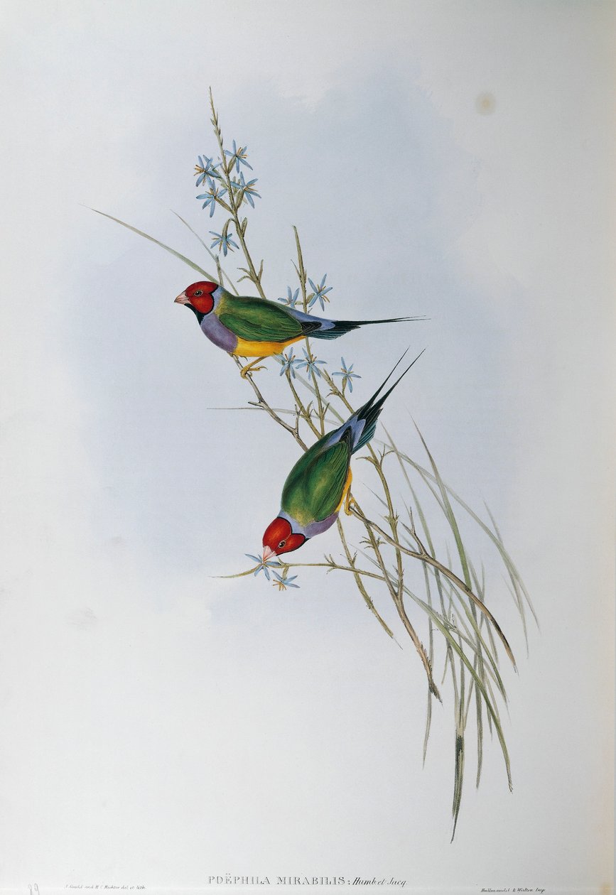 Illustratie uit John Gould