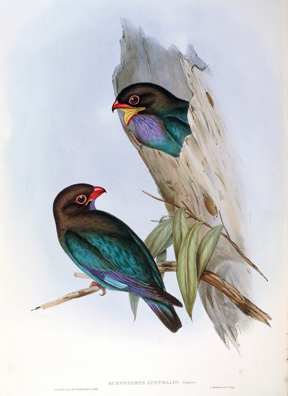 Illustratie uit John Gould