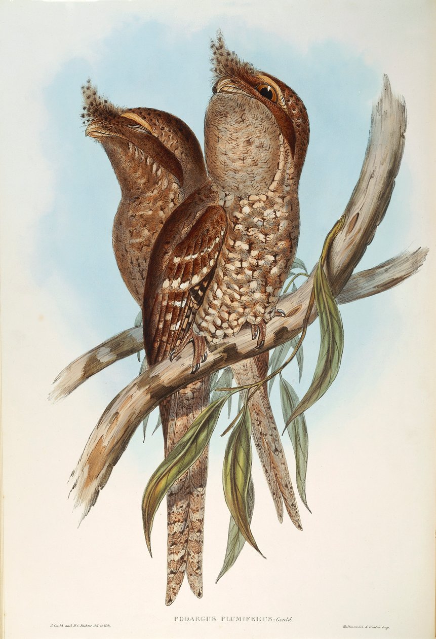 Illustratie uit John Gould