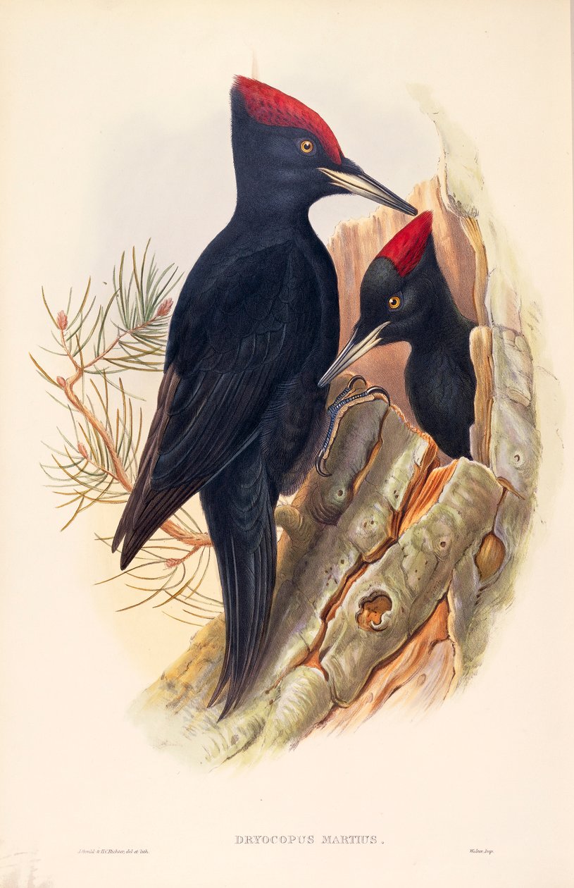 Illustratie uit John Gould
