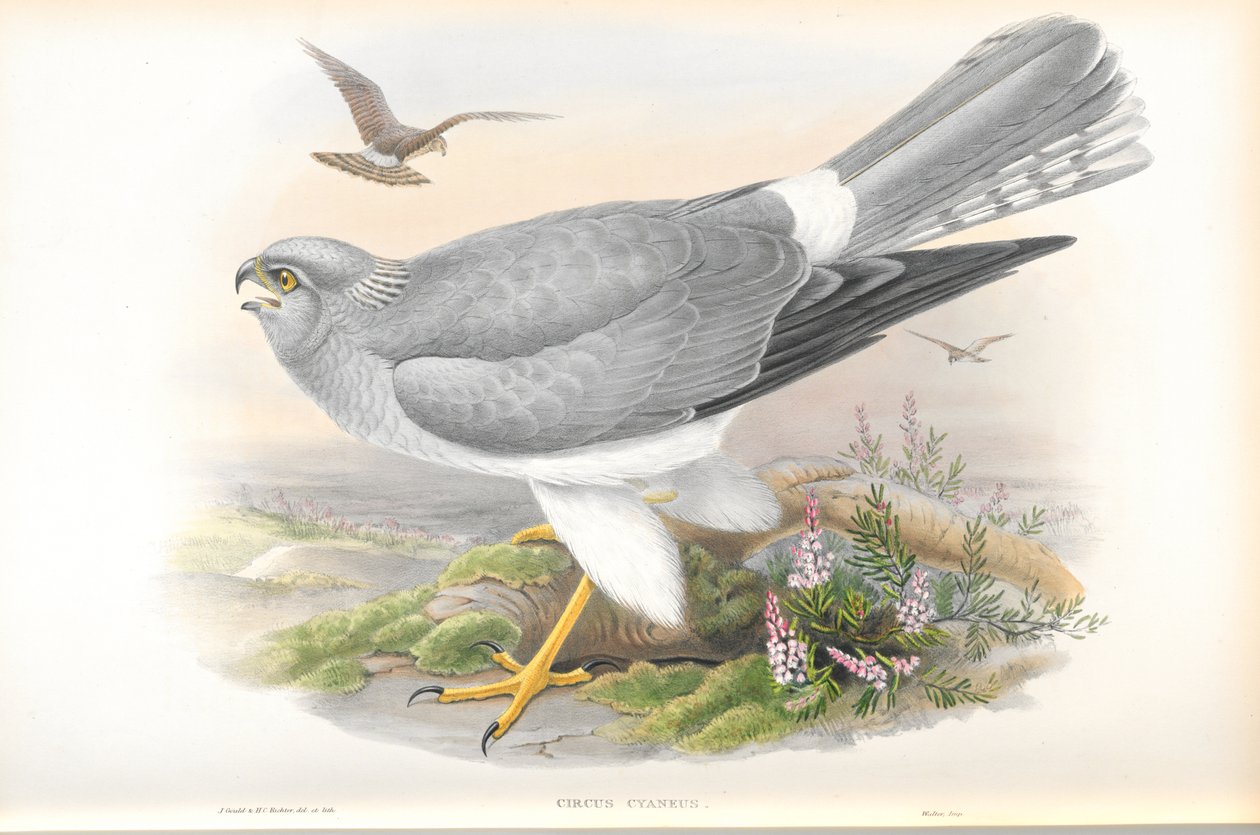 Illustratie van Circus Cyaneus (Blauwe Kiekendief) door John Gould