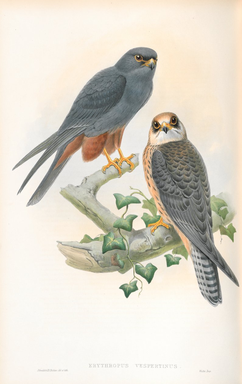 Illustratie van Erythropus Vespertinus (Roodpootvalk) door John Gould