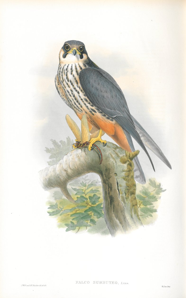 Illustratie van Falco Subbuteo (Boomvalk) door John Gould
