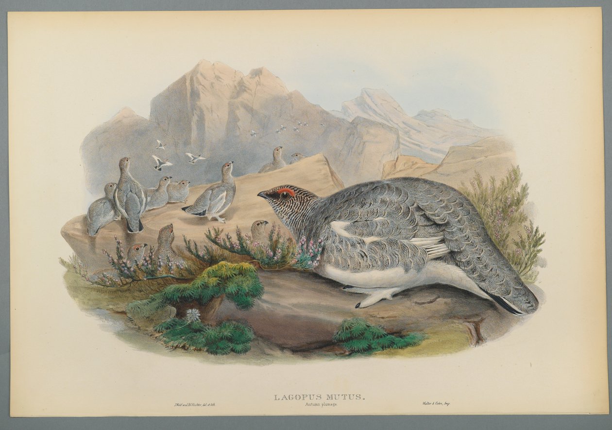 Lagopus Mutus, Herfstverenkleed: Sneeuwhoen door John Gould