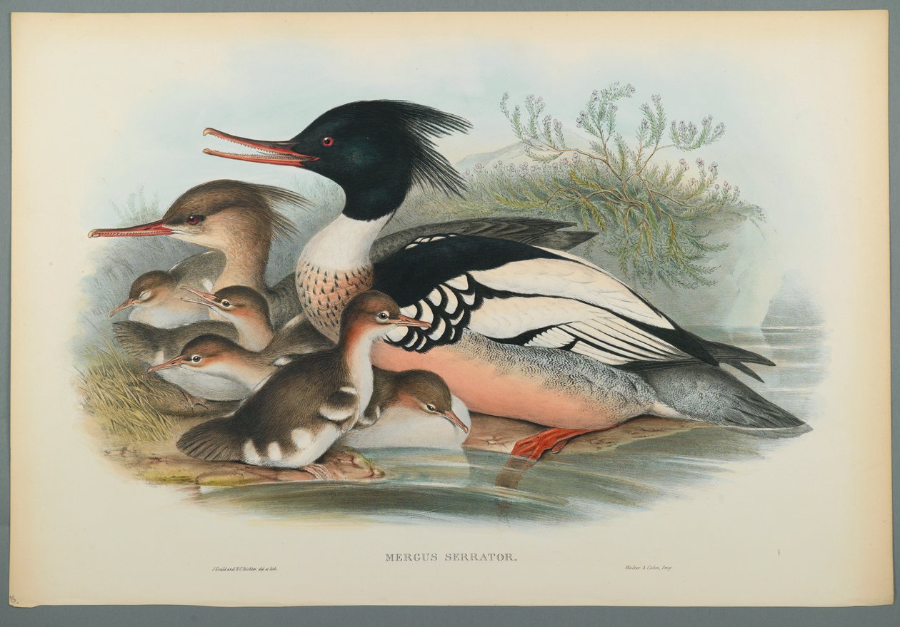 Mergus Serrator: Middelste Zaagbek door John Gould