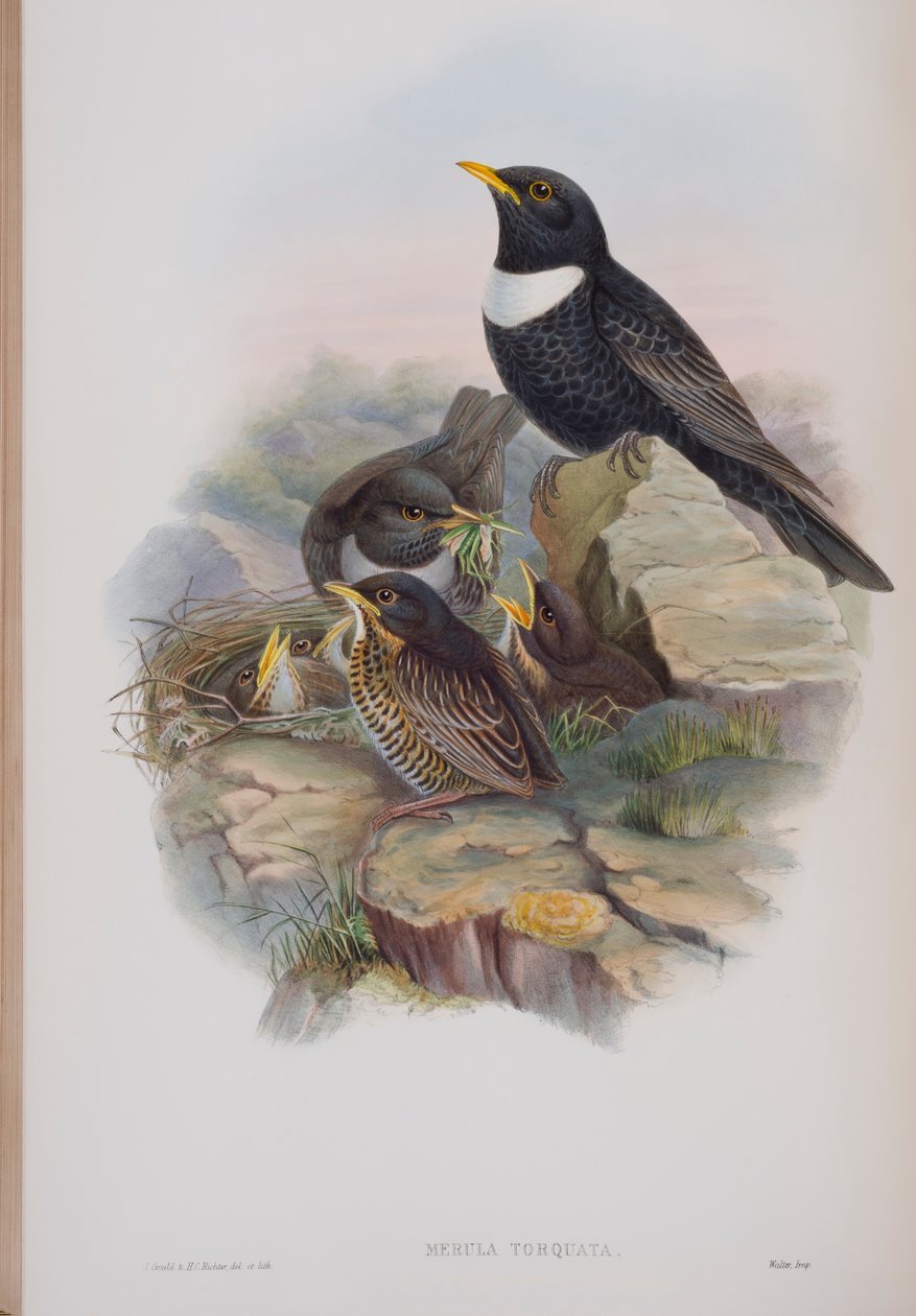 Merula Torquata, plaat uit The Birds of Great Britain door John Gould, uitgegeven 1862-73 door John Gould