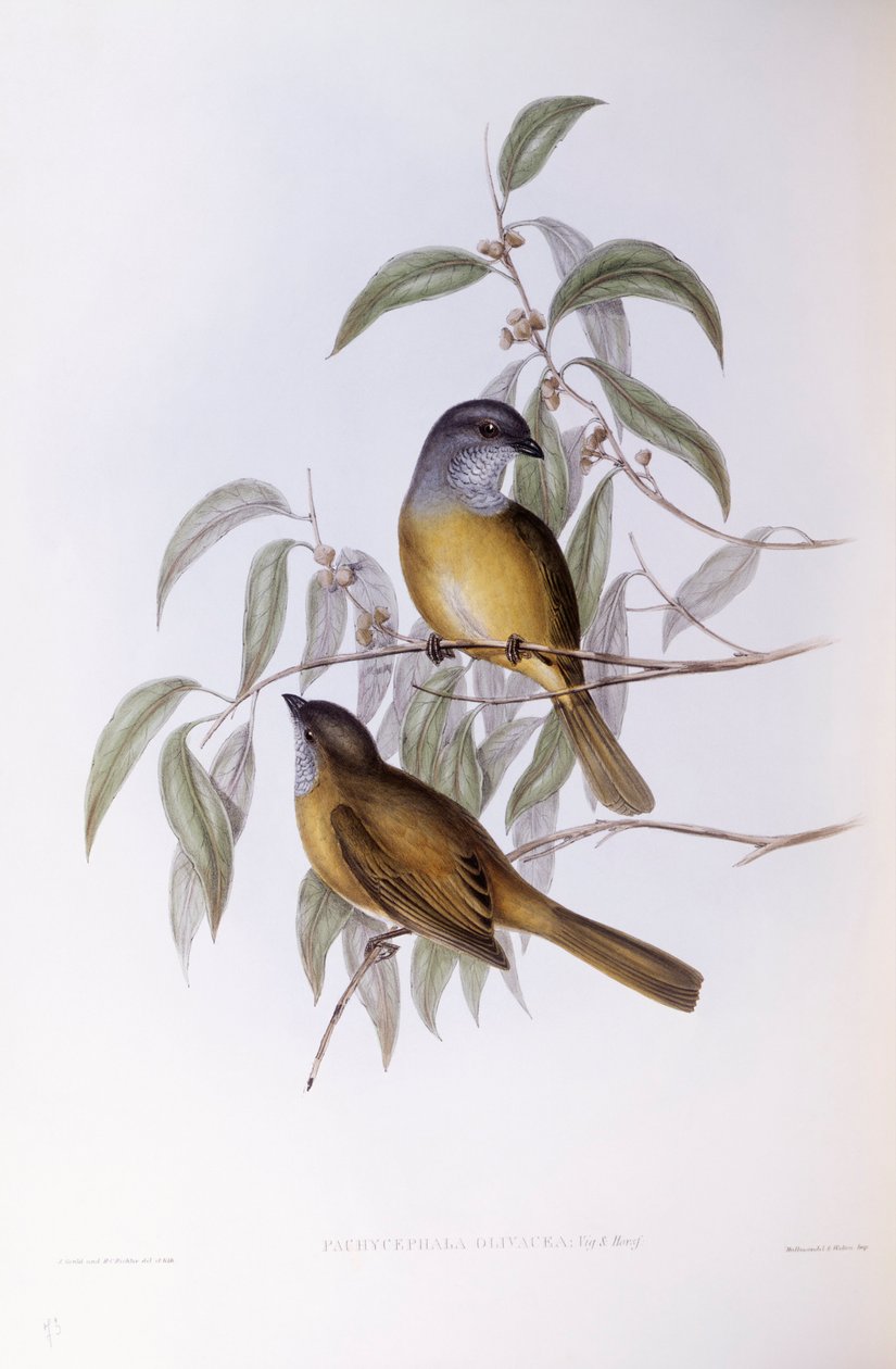Olijfzanger (Pachycephala olivacea), Gravure door John Gould door John Gould