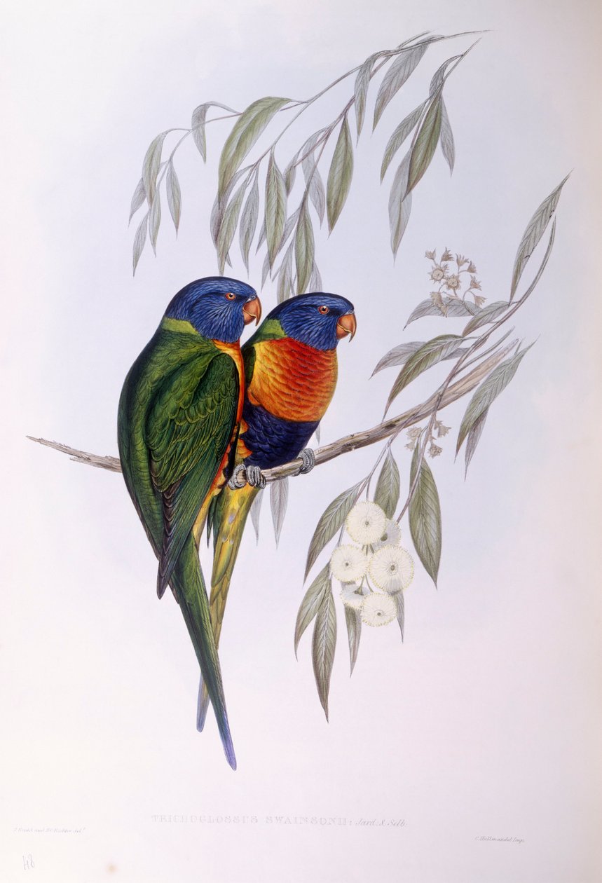 Sierlijke lori (Trichoglossus ornatus), gravure door John Gould door John Gould