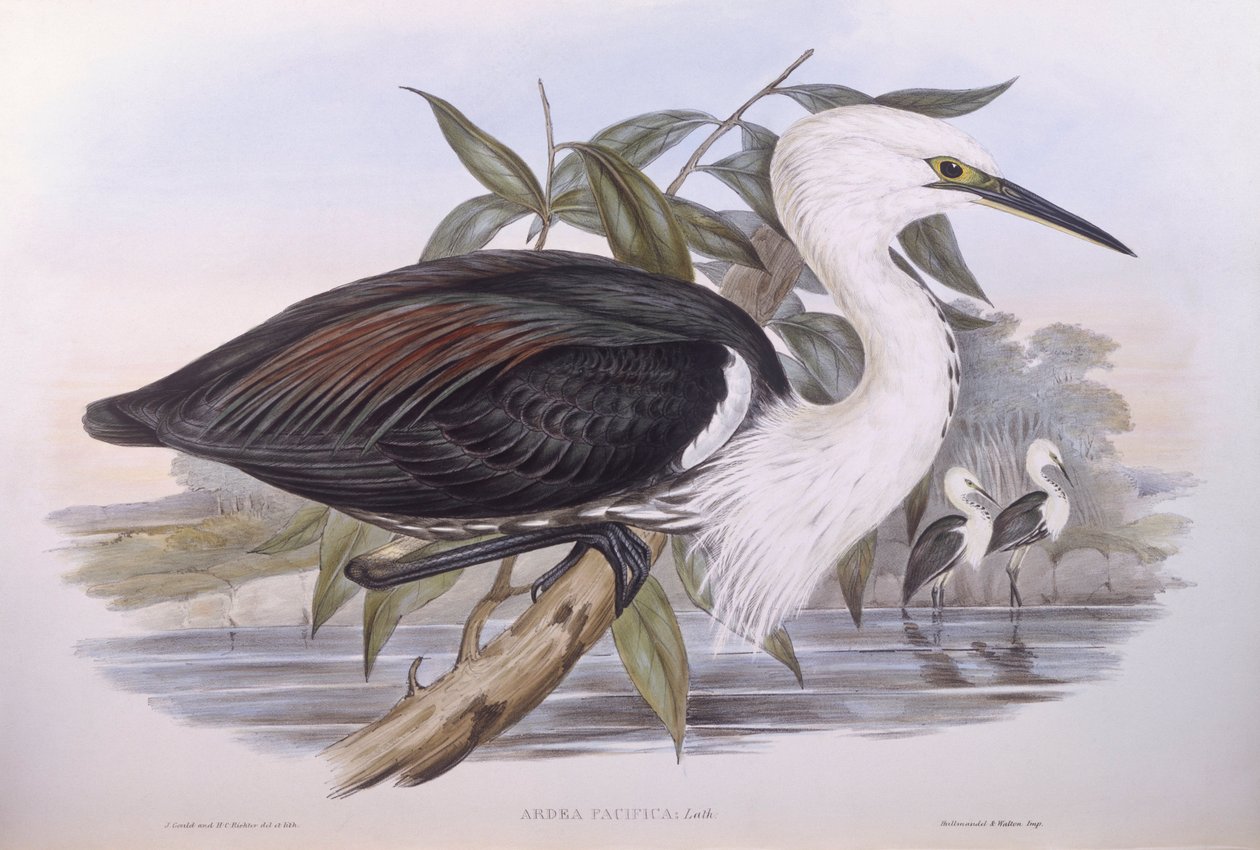 Pacifische reiger (Ardea pacifica), gravure door John Gould door John Gould