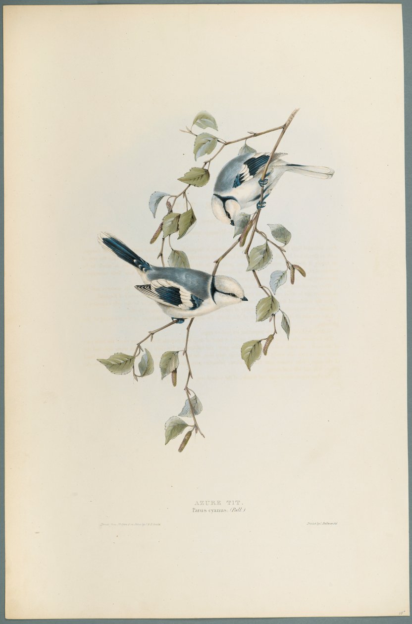Parus Cyanus: Azuren Mees door John Gould