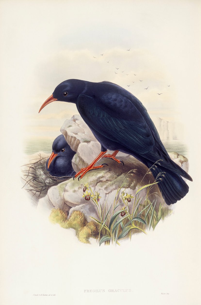 Alpenkraai (Pyrrhocorax pyrrhocorax), gravure door John Gould door John Gould