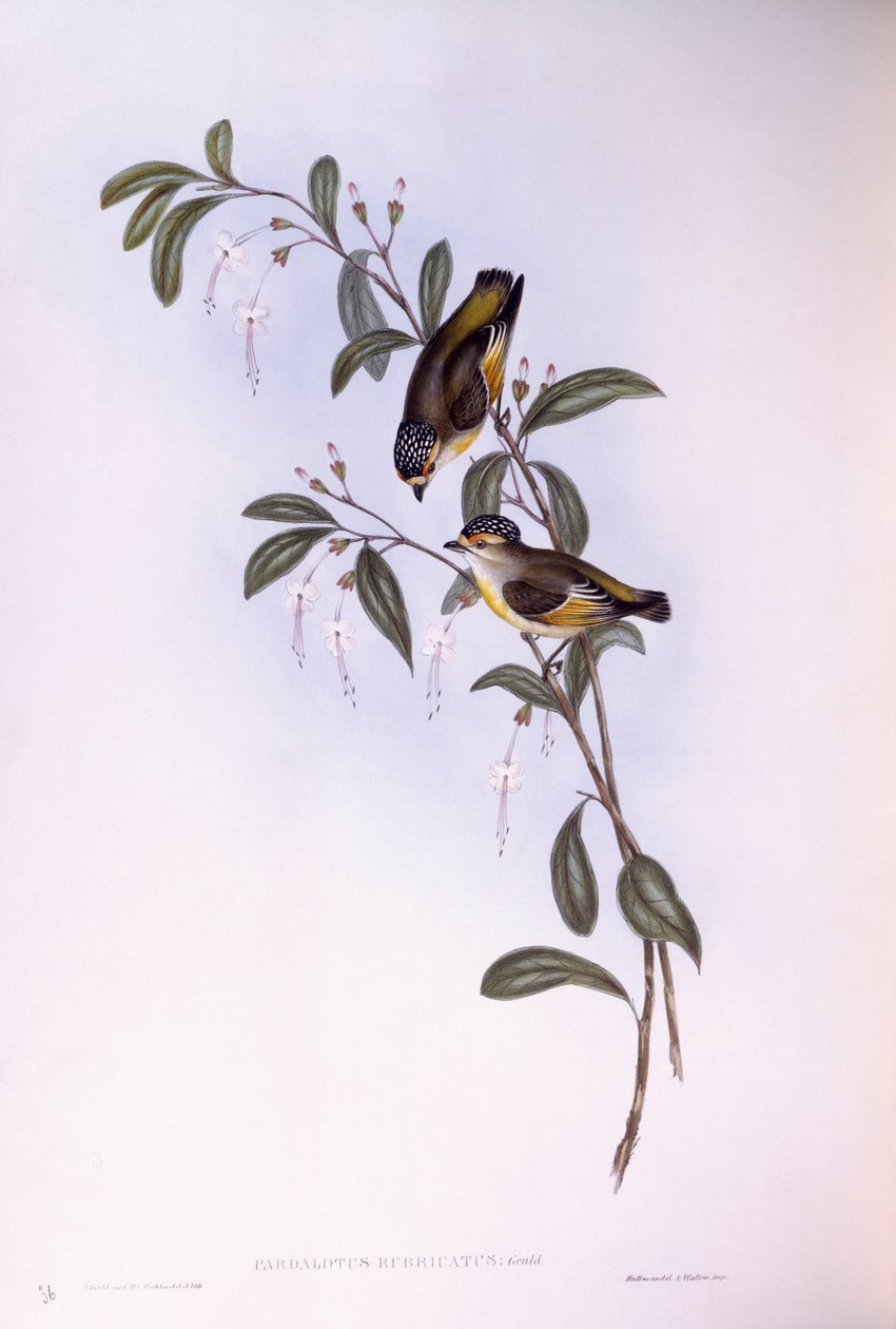 Roodbrauwpardalote (Pardalotus rubricatus), gravure door John Gould door John Gould
