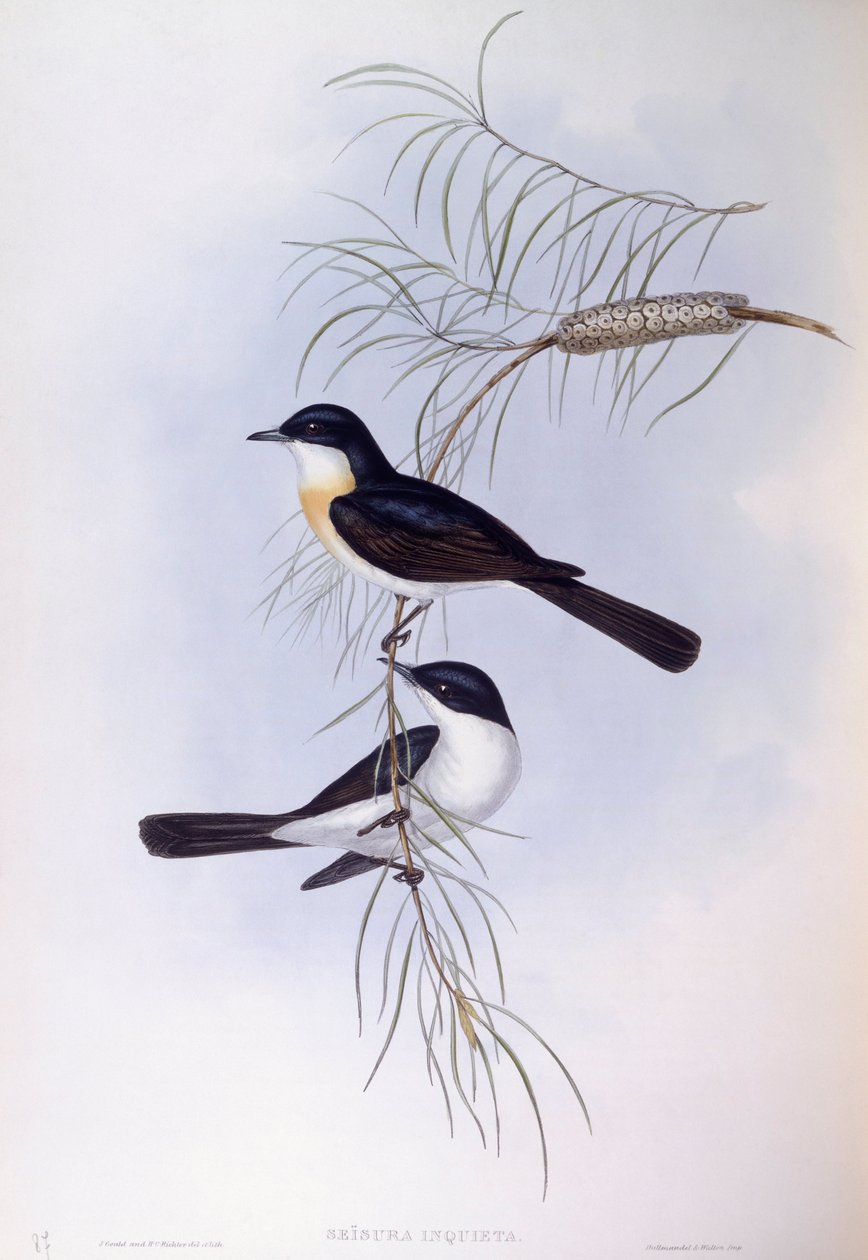 Rusteloze vliegenvanger (Myiagra inquieta), gravure door John Gould door John Gould