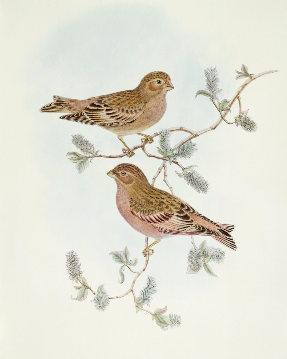 Roze Vink (Erythrospiza incarnata), Gravure door John Gould door John Gould