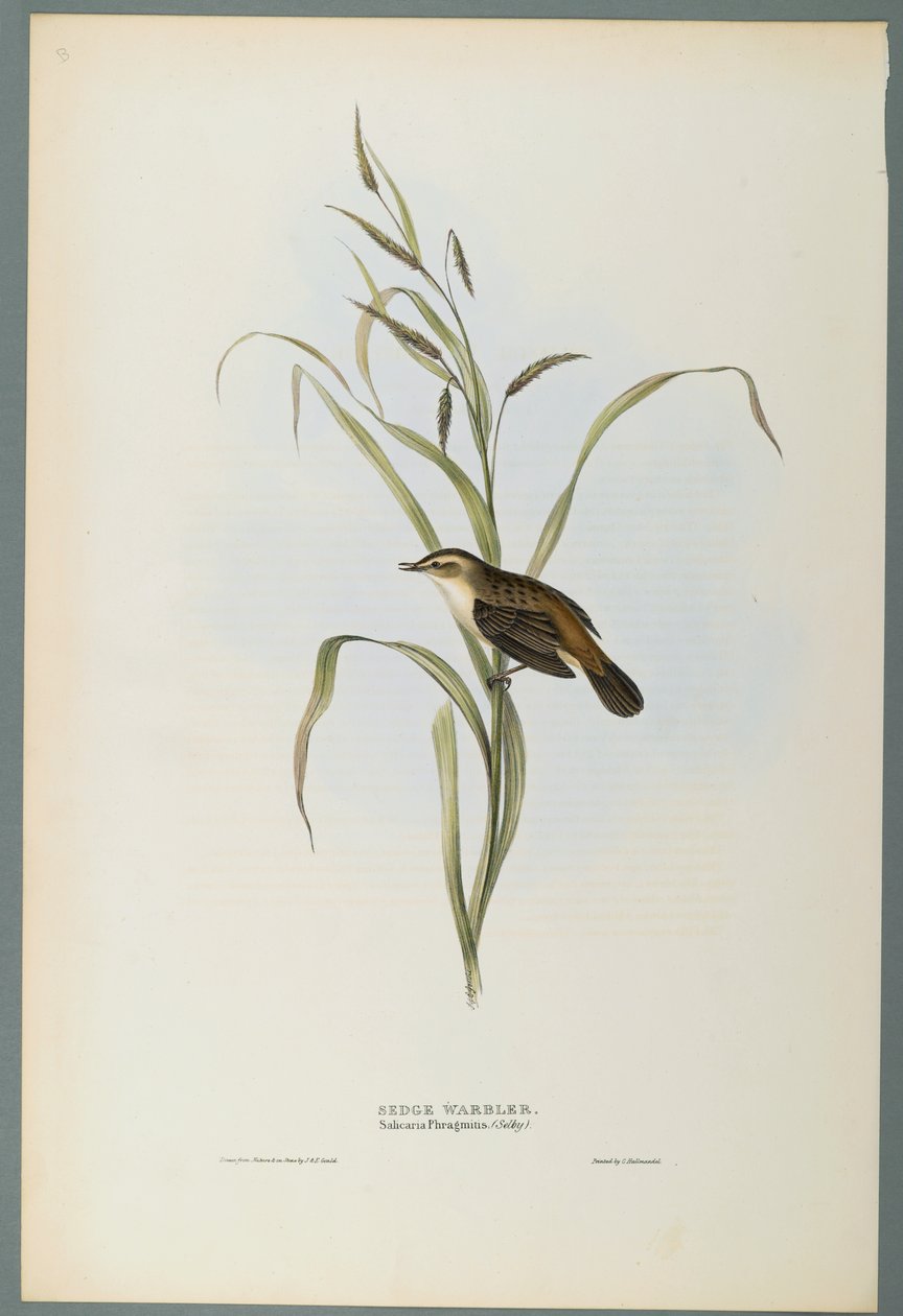 Salicaria Phragmatis: Rietzanger door John Gould