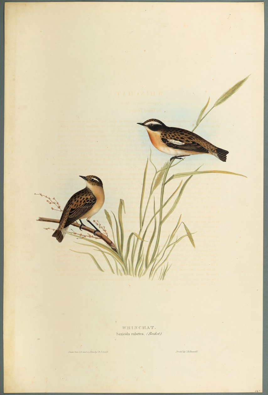 Saxicola Rubetra - Roodborsttapuit door John Gould