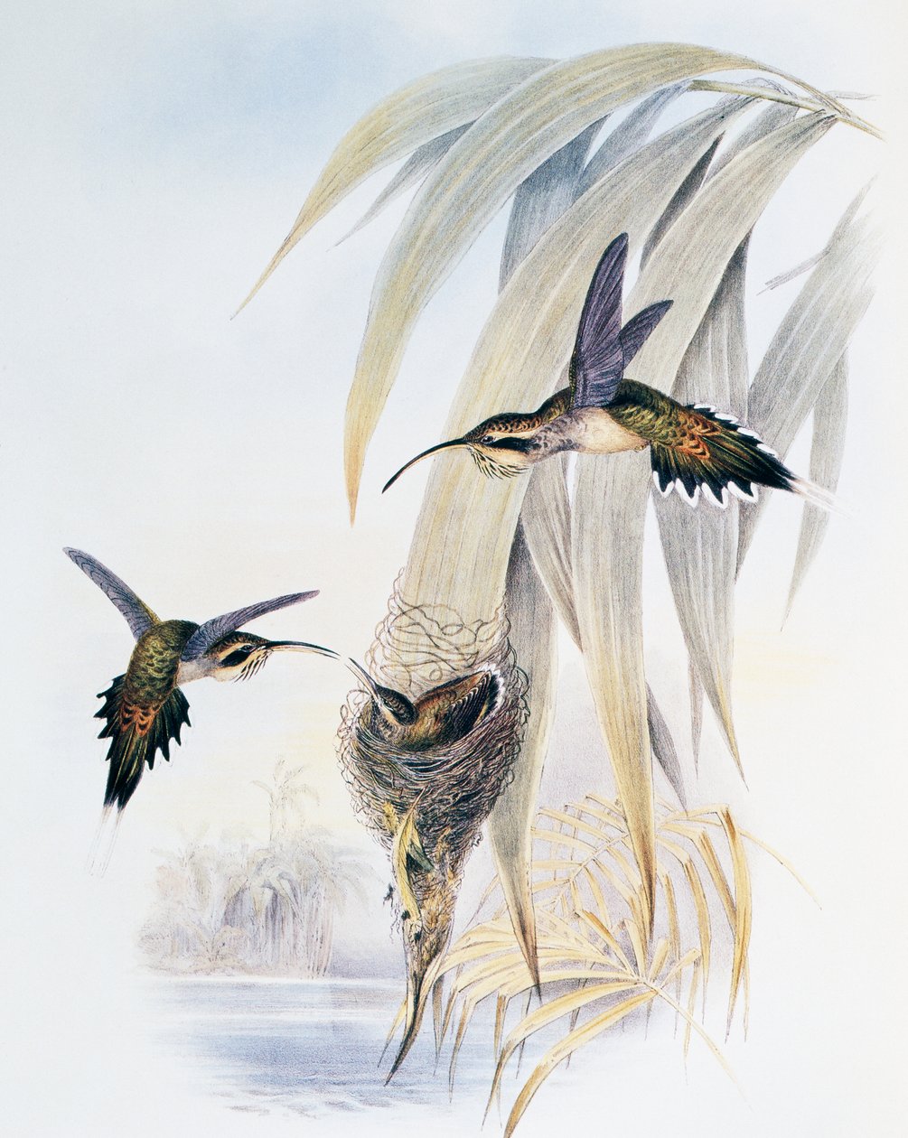 Schubkeelheremiet (Phaethornis eurynome), gravure uit Monograph of Trochilidae or Humming Birds (1849-1861), door John Gould (1804-1881), Verenigd Koninkrijk door John Gould