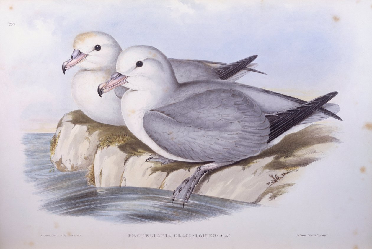 Zuidelijke stormvogel (Fulmarus glacialoides), gravure door John Gould door John Gould