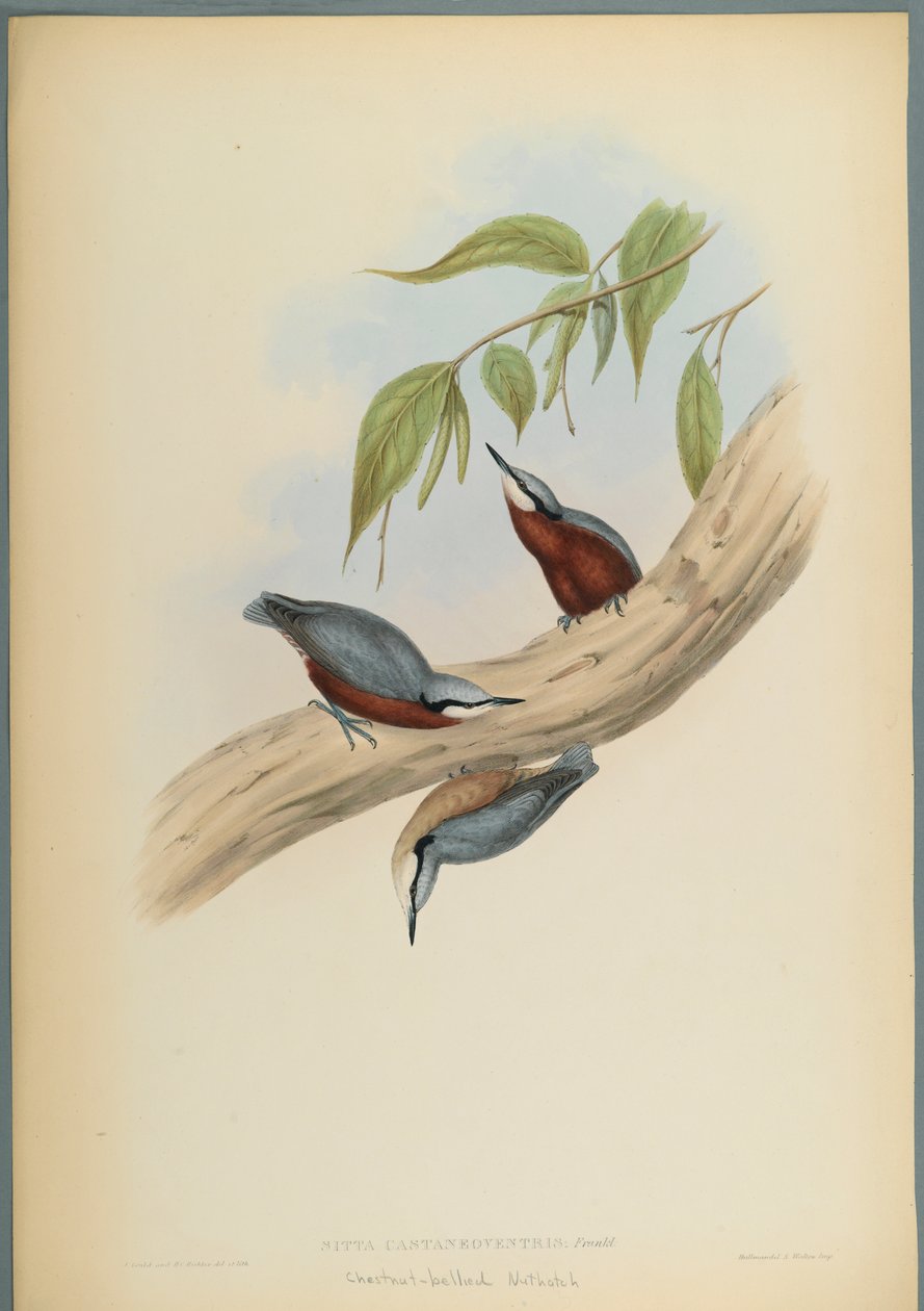 Stila Castaneoventris, Kastanjebuikboomklever door John Gould