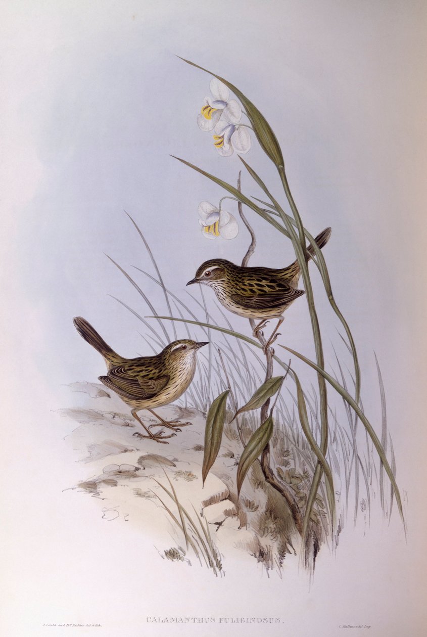 Gestreepte calamanthus (Calamanthus fuliginosus), Gravure door John Gould door John Gould