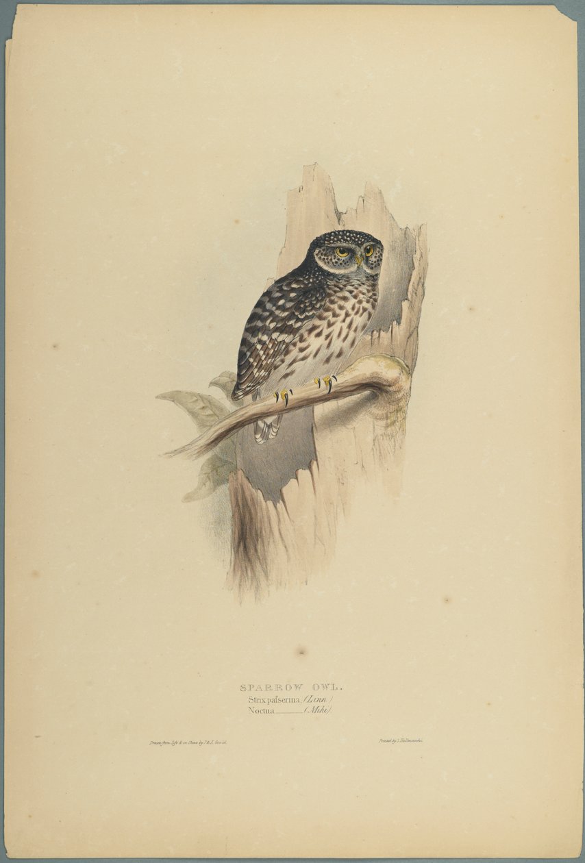 Strix Pafsernia - Bosuil door John Gould