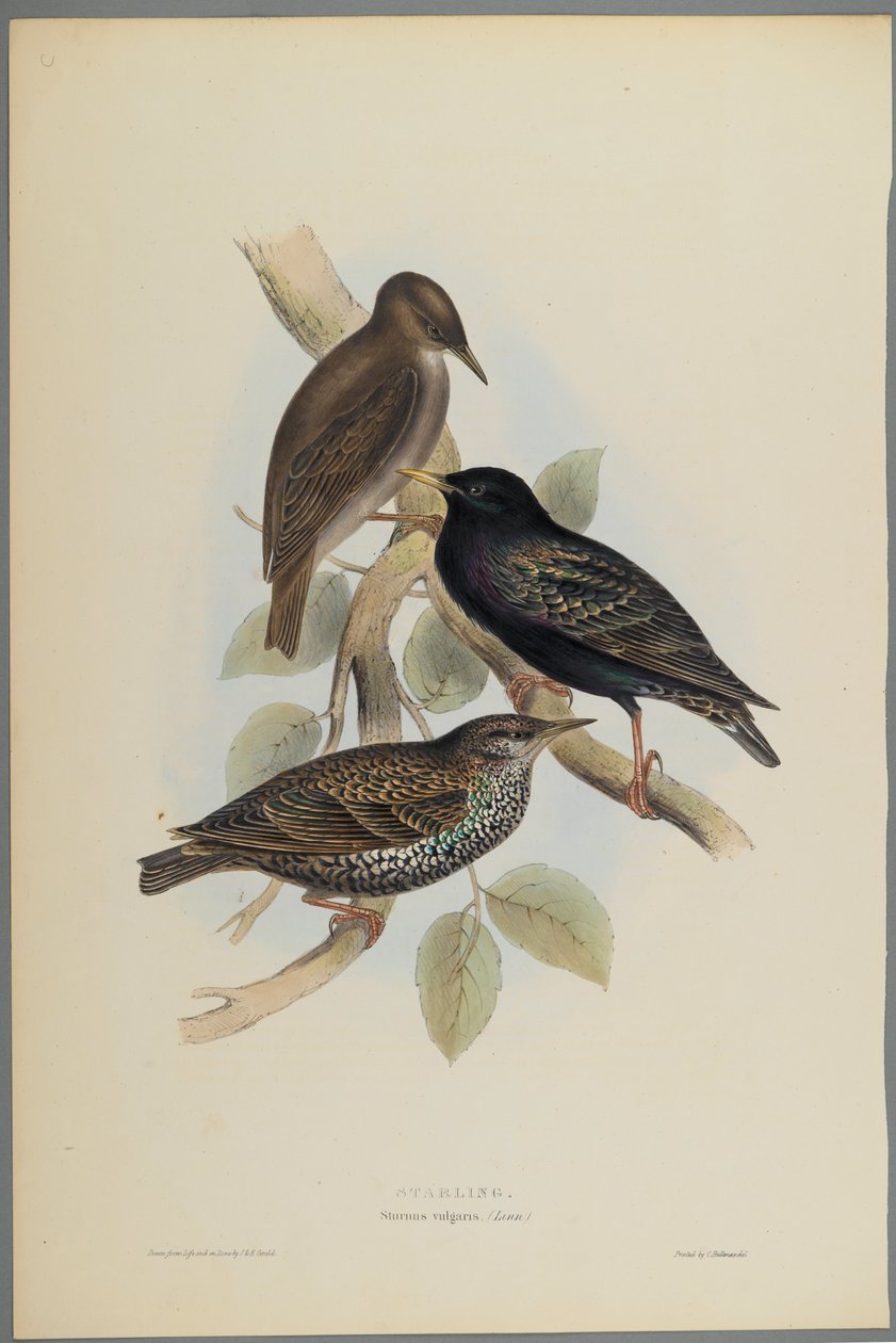 Sturnus Vulgaris - Spreeuw door John Gould
