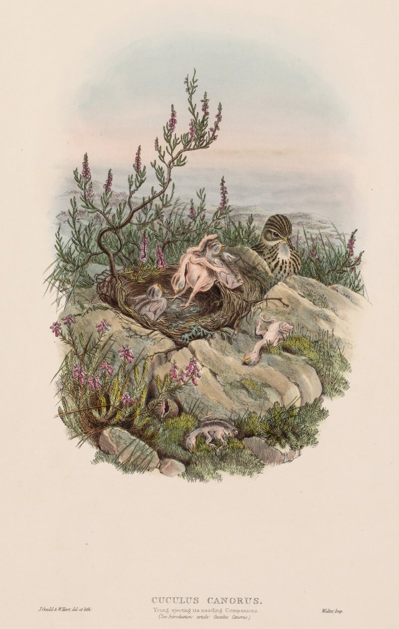 De vogels van Groot-Brittannië: Cuculus canorus door John Gould