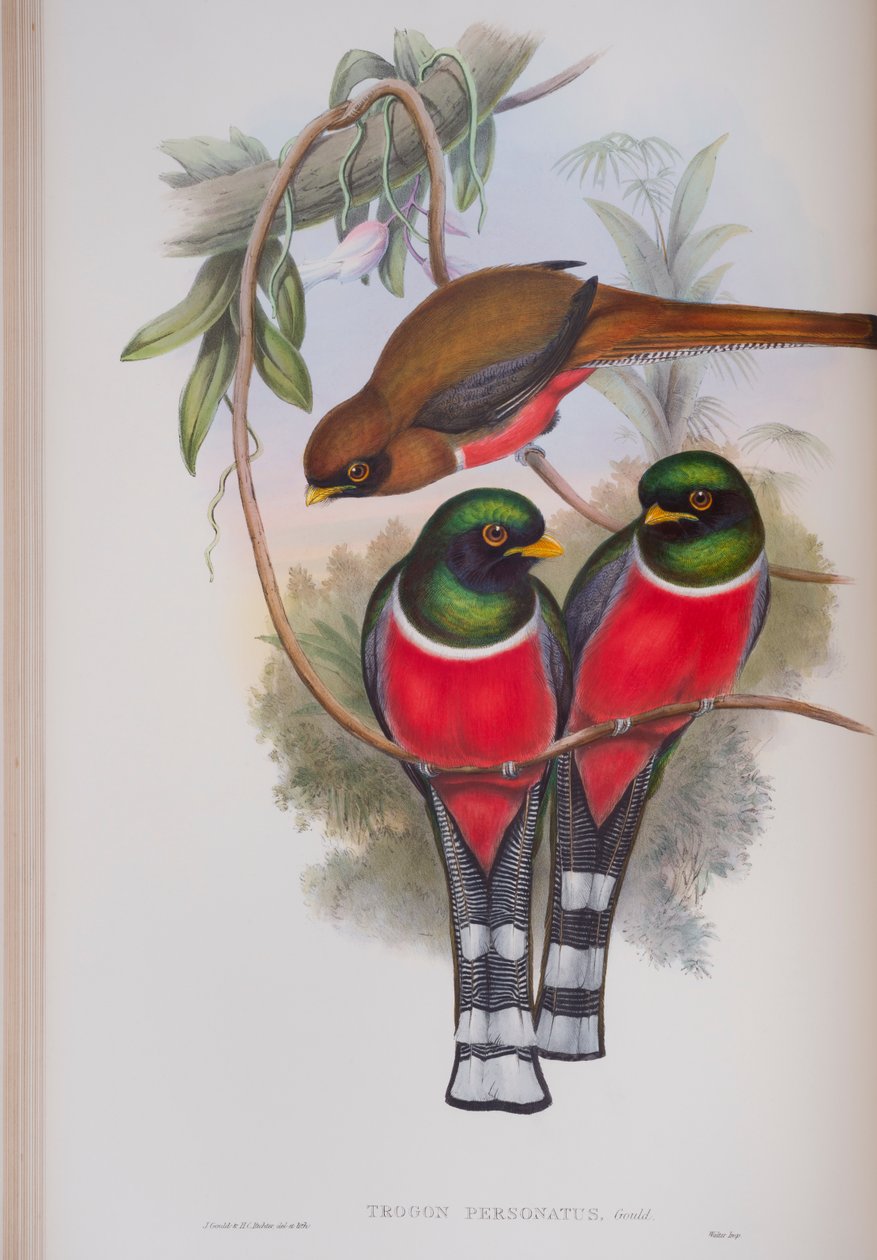 Trogon Personatus, plaat uit The Birds of Great Britain van John Gould, gepubliceerd 1862-73 door John Gould