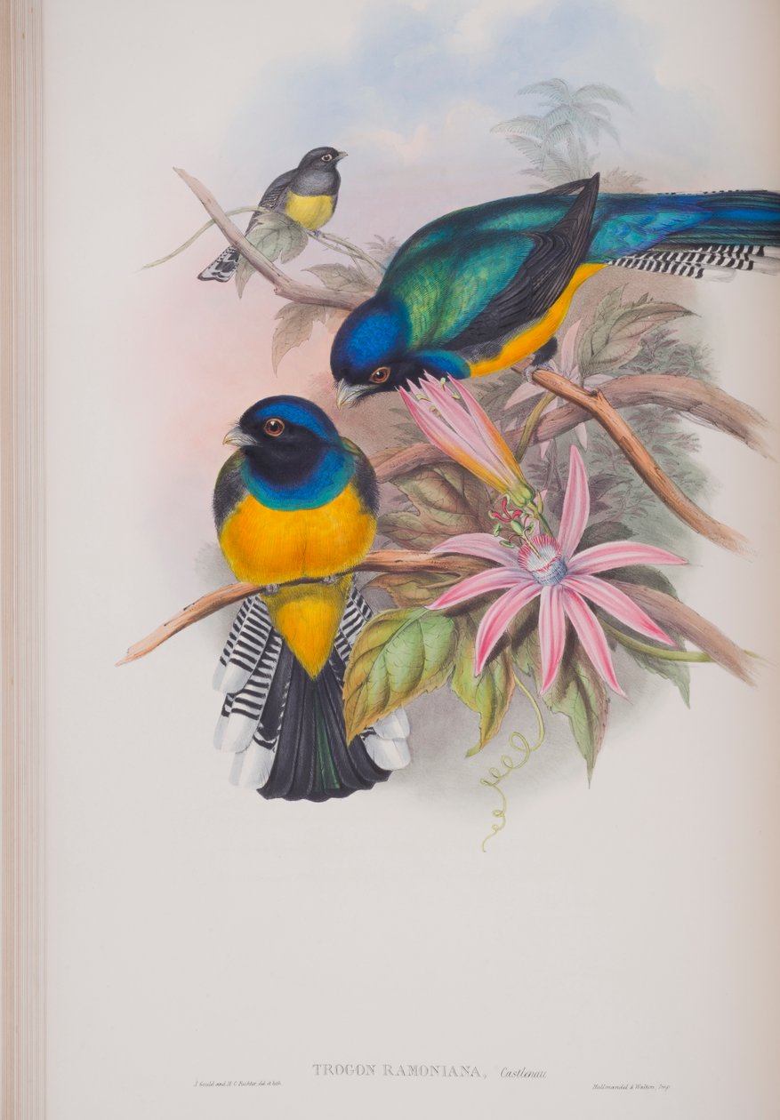 Trogon Ramoniana, plaat uit The Birds of Great Britain van John Gould, gepubliceerd 1862-73 door John Gould