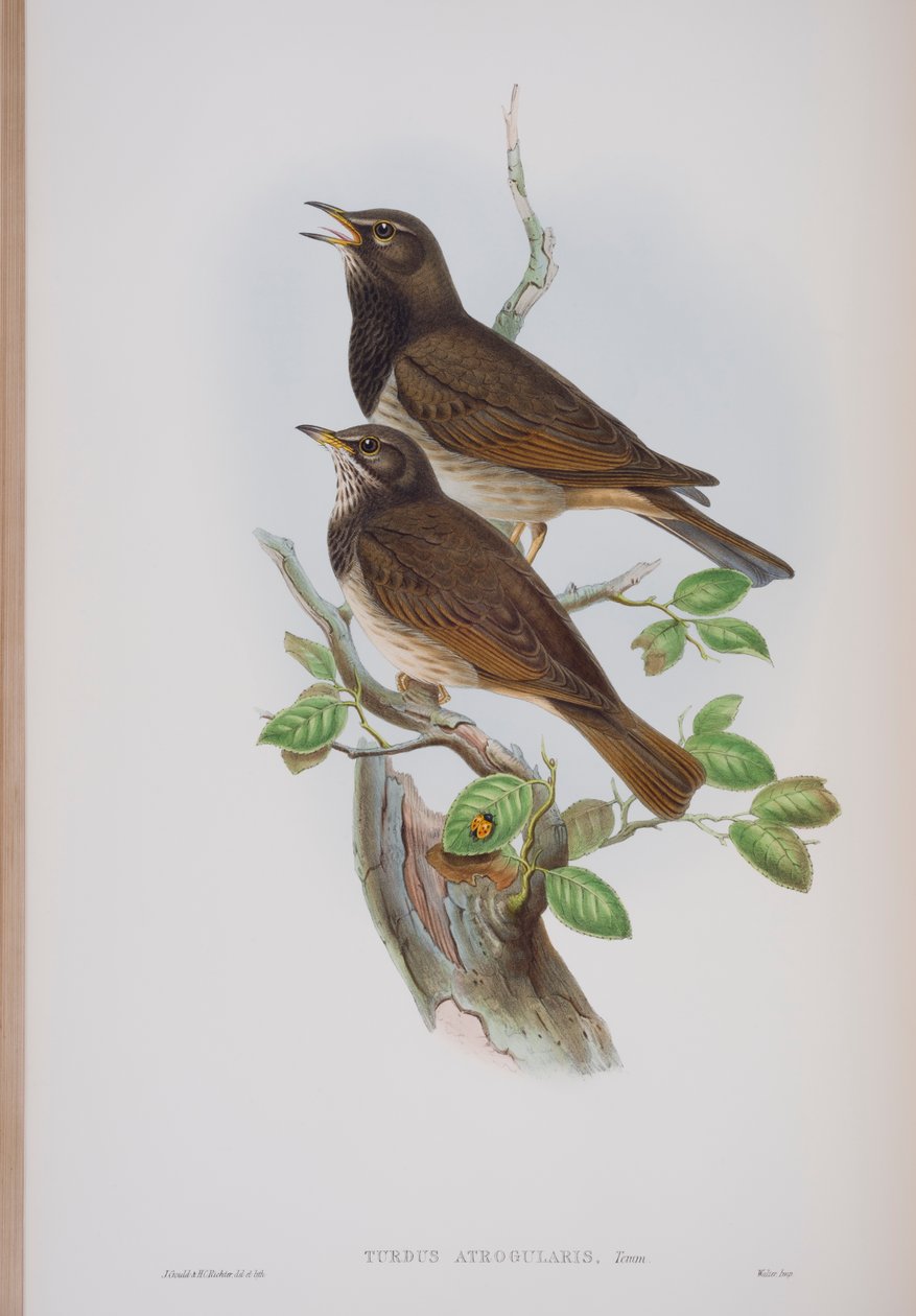 Turdis Atrogularis, plaat uit The Birds of Great Britain door John Gould, uitgegeven 1862-73 door John Gould