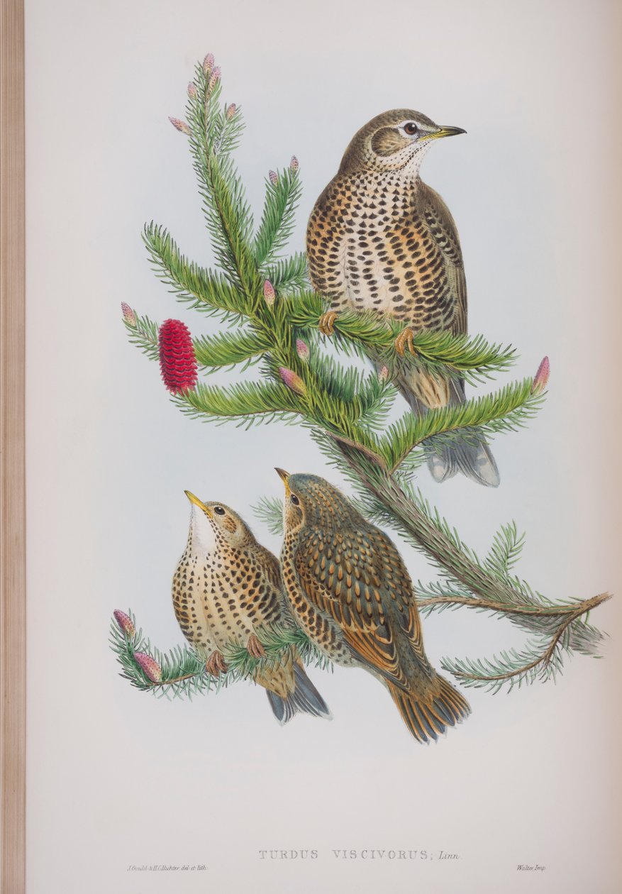 Turdus Viscivorus, plaat uit The Birds of Great Britain door John Gould, uitgegeven 1862-73 door John Gould