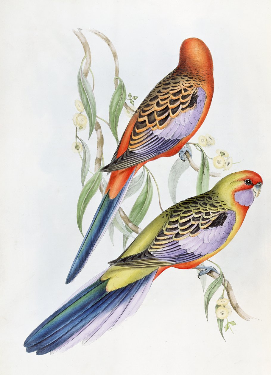 Onbekend beeld door John Gould