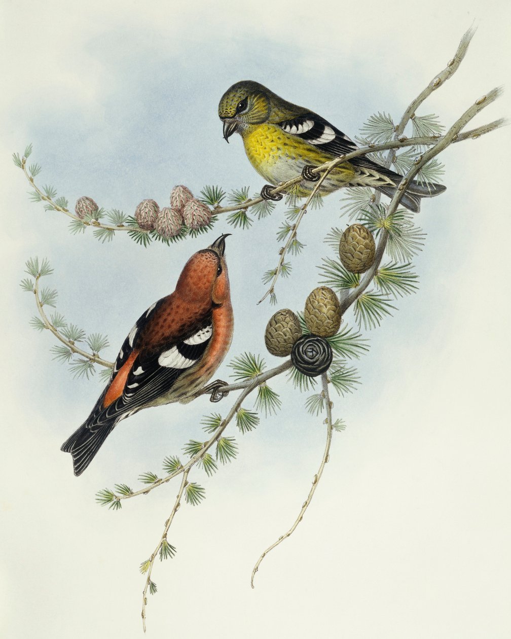Witvleugel kruisbek (Loxia leucoptera), Gravure door John Gould door John Gould