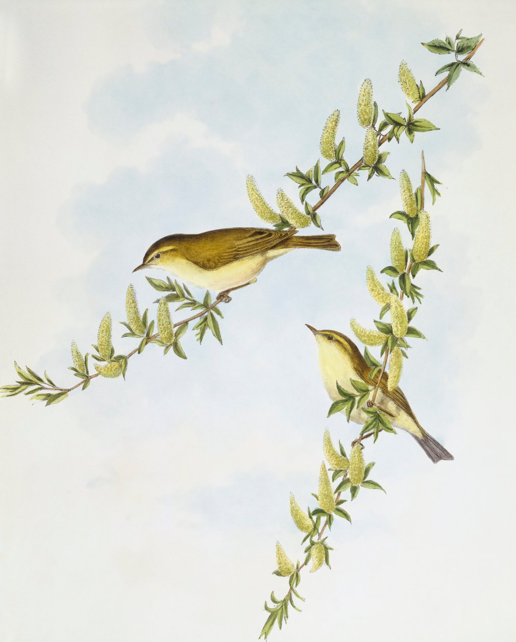 Fitis (Phylloscopus trochilus), Gravure door John Gould door John Gould
