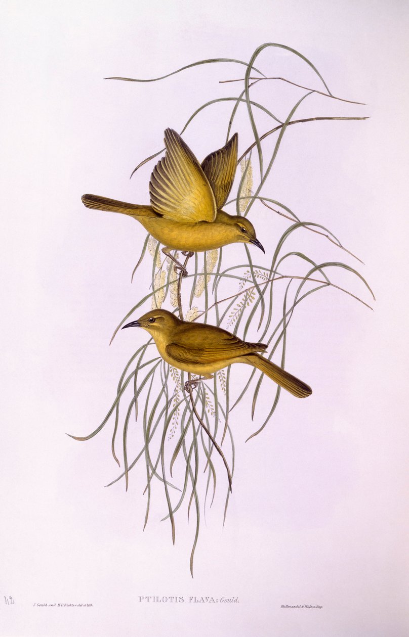 Gele honingeter (Lichenostomus flavus), gravure door John Gould door John Gould
