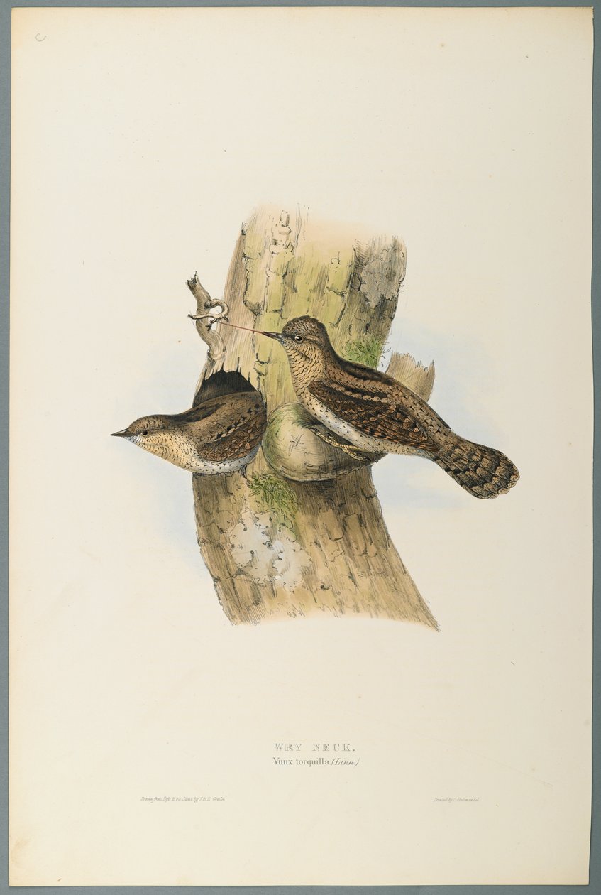 Yunx Torquilla: Draaihals door John Gould