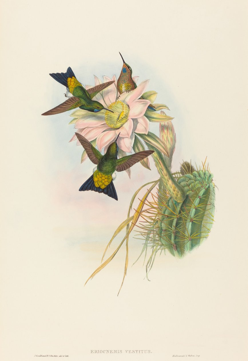 Eriocnemis vestitus (Glanzende Pluimpoot) door John Gould and H.C. Richter