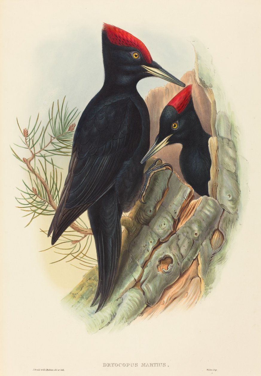 Grote zwarte specht (Dryocopus martius) door John Gould and H.C. Richter
