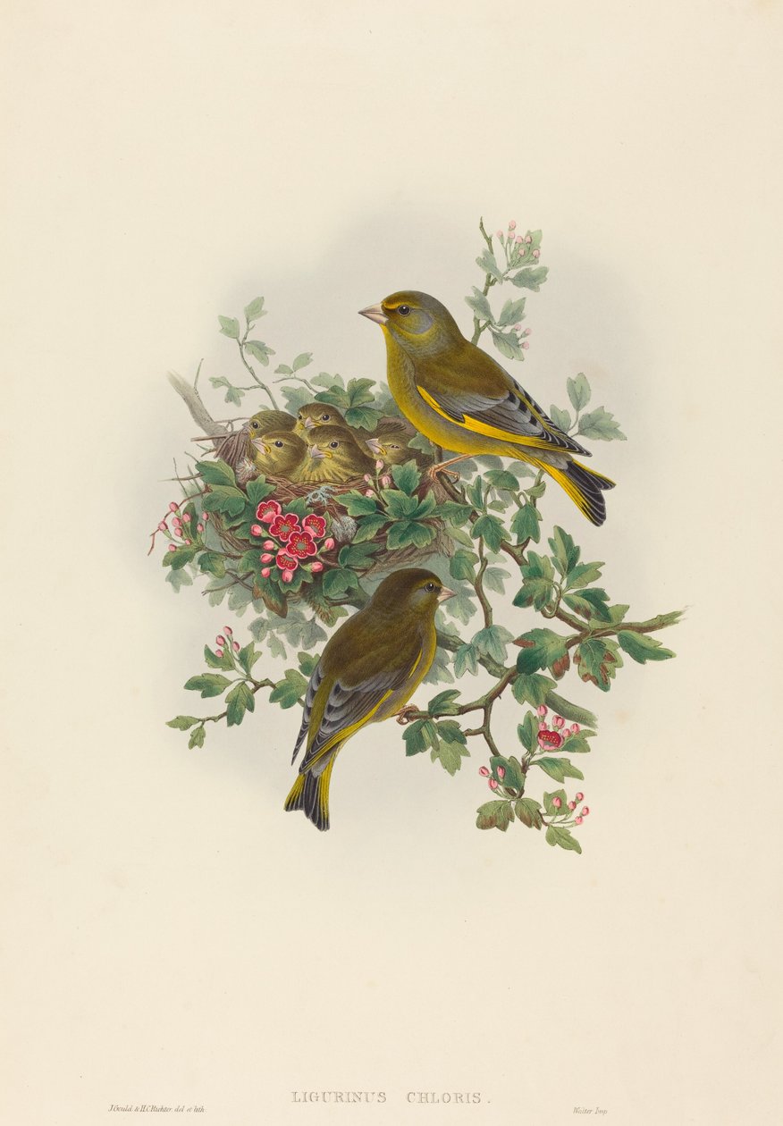 Ligurinus chloris (Groenling) door John Gould and H.C. Richter