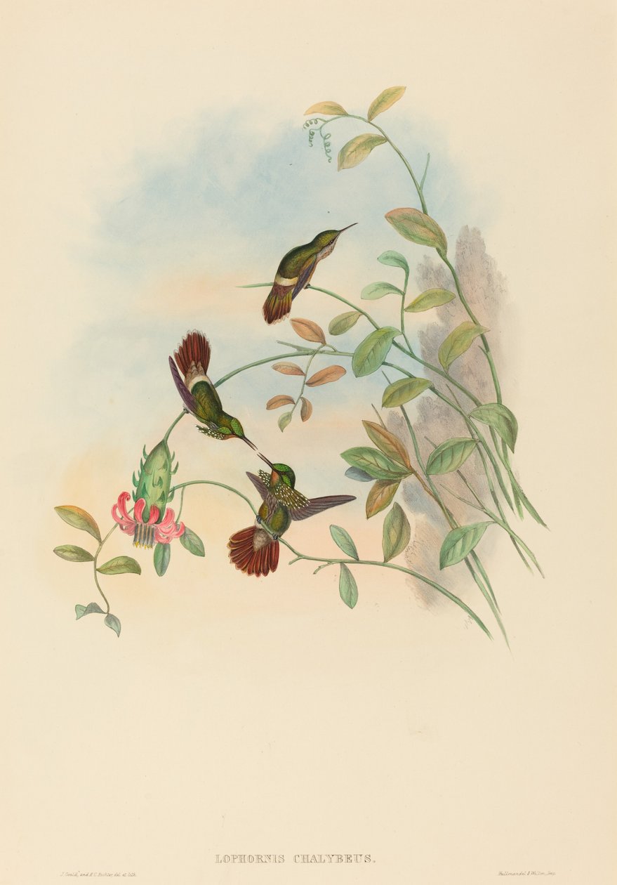 Lophornis chalybeus (Feestelijke Coquette) door John Gould and H.C. Richter