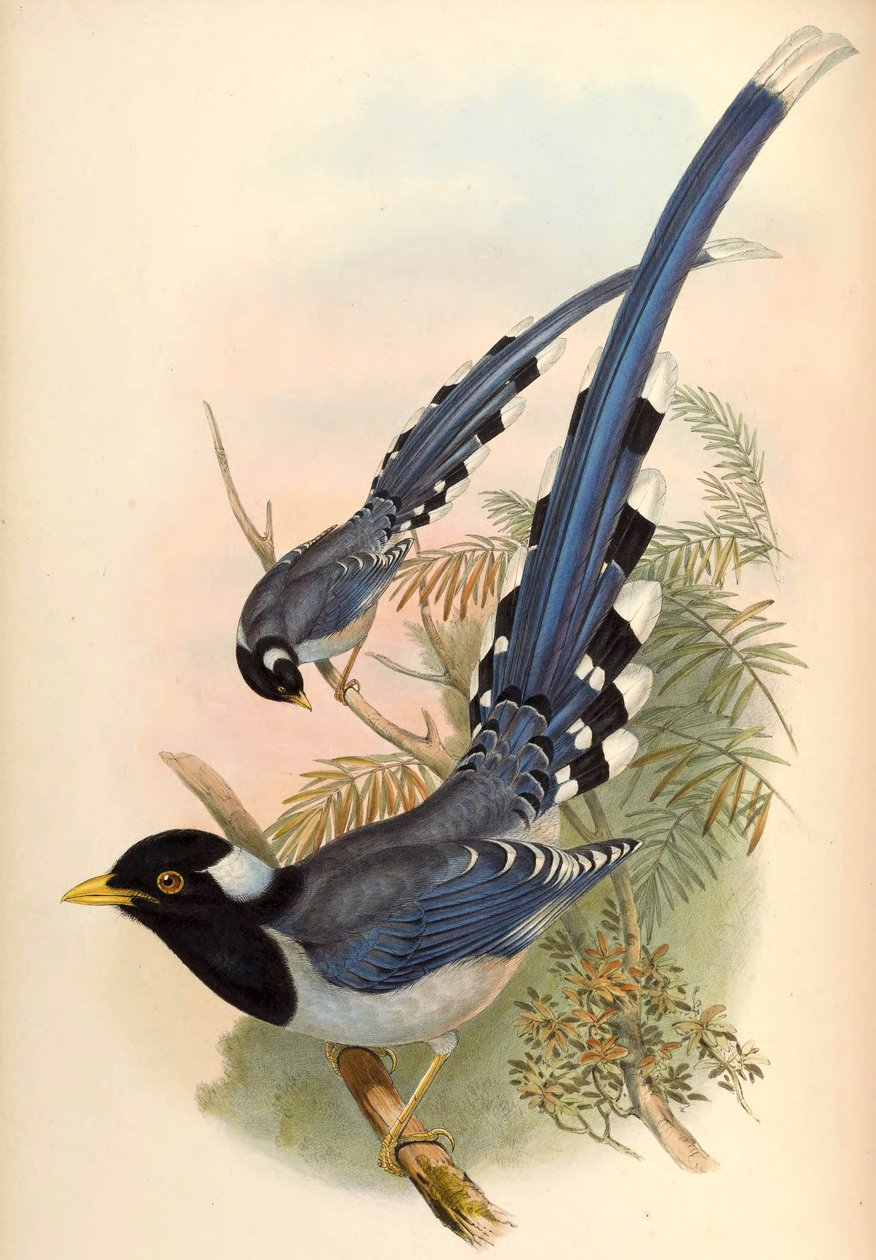 Geelsnavel Blauwe Ekster Urocissa flavirostris (Blyth) door John Gould and Henry C. Richter