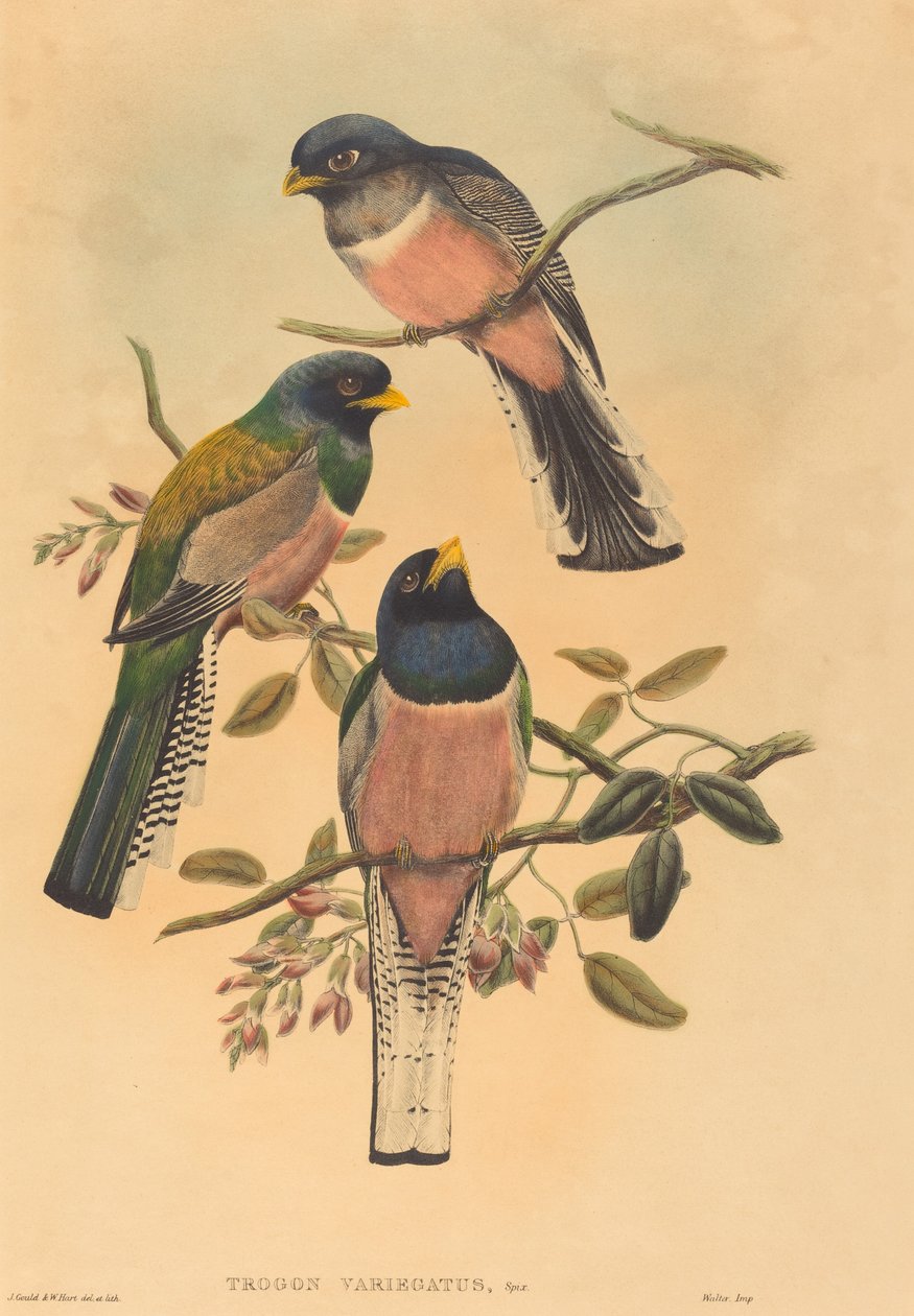 Trogan variegatus door John Gould and W. Hart