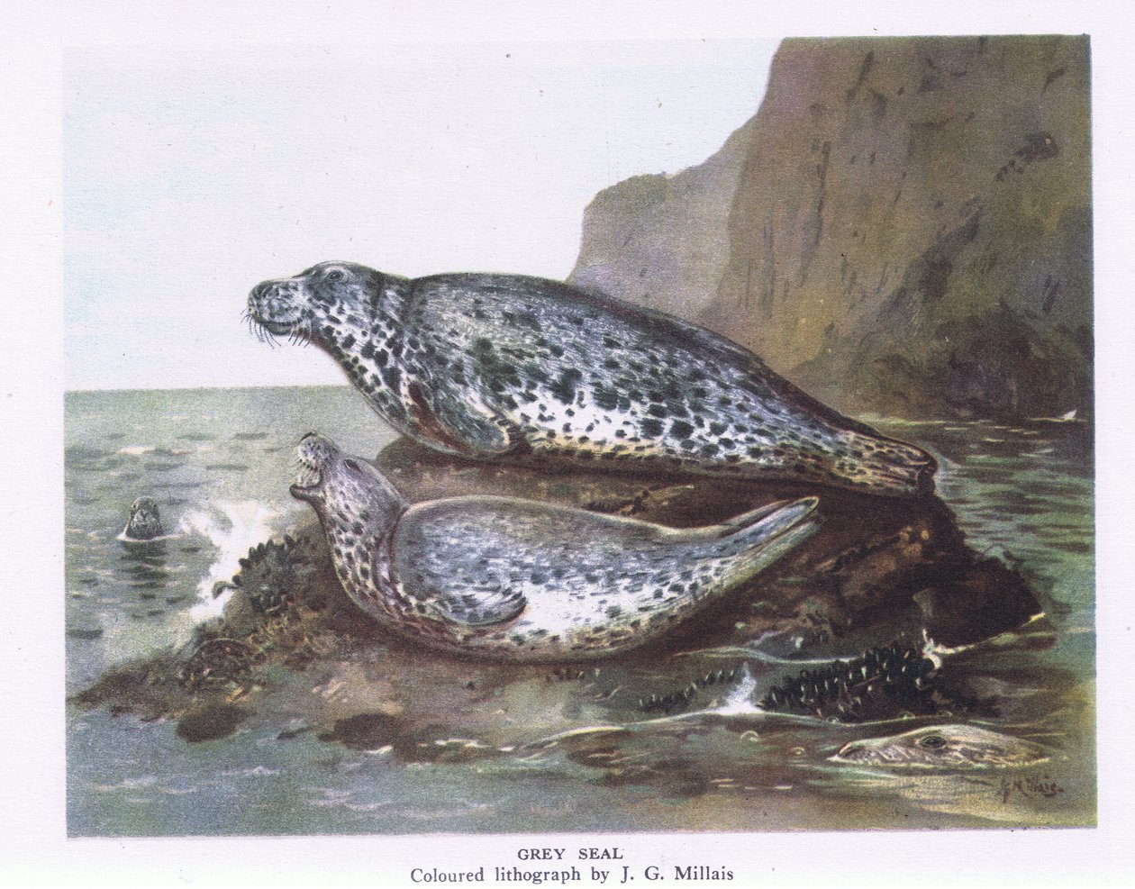 Grijze Zeehonden, Natuur in Groot-Brittannië uitgegeven door Collins, 1946 door John Guille Millais