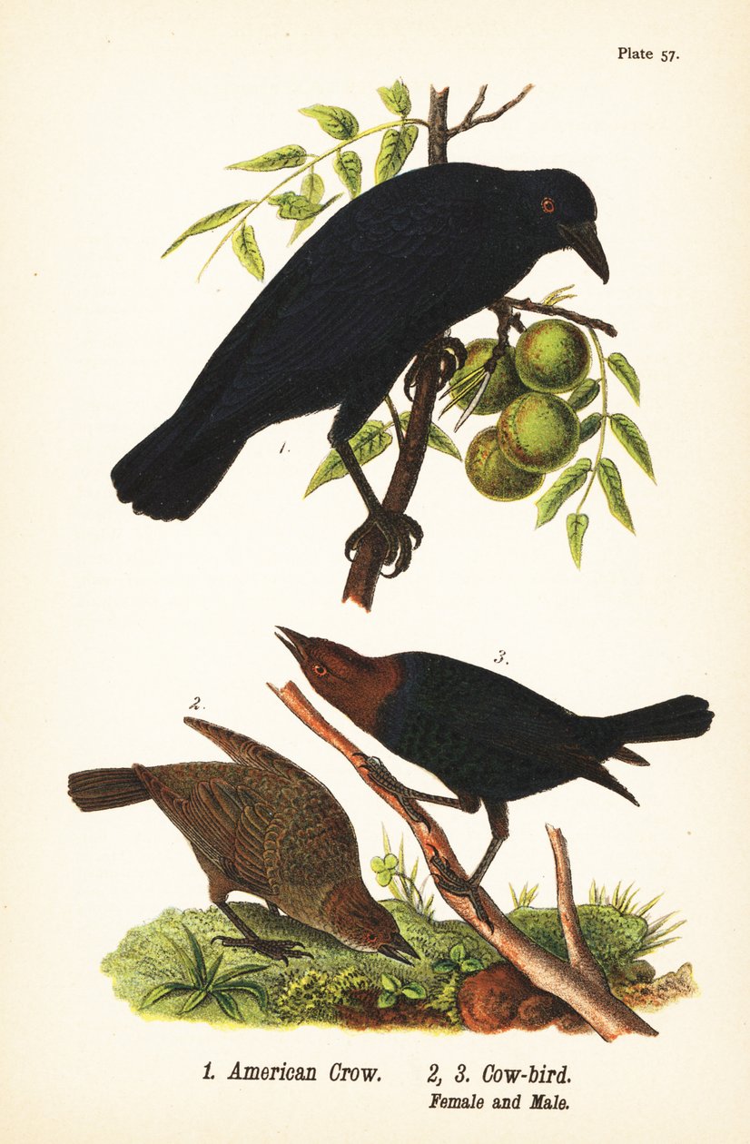 Amerikaanse kraai, Corvus brachyrhynchos 1, en bruinkopkoevogel, Molothrus ater, vrouwtje 2, en mannetje 3 door John James (after) Audubon