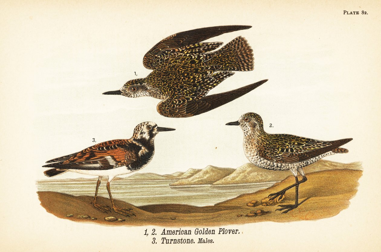 Amerikaanse goudplevier, Pluvialis dominica 1,2, en steenloper, Arenaria interpres 3 door John James (after) Audubon