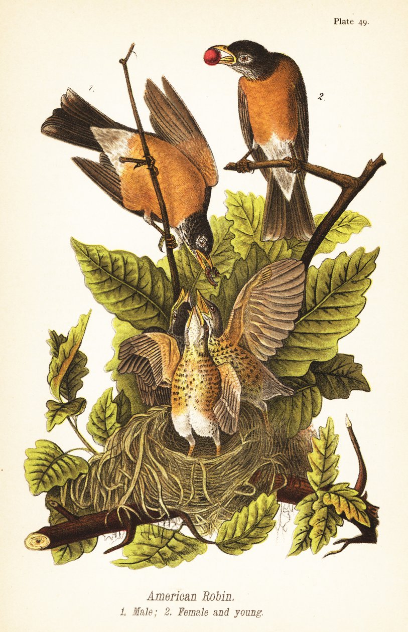Amerikaanse roodborst, Turdus migratorius, mannetje 1, vrouwtje 2 en jongen in nest door John James (after) Audubon